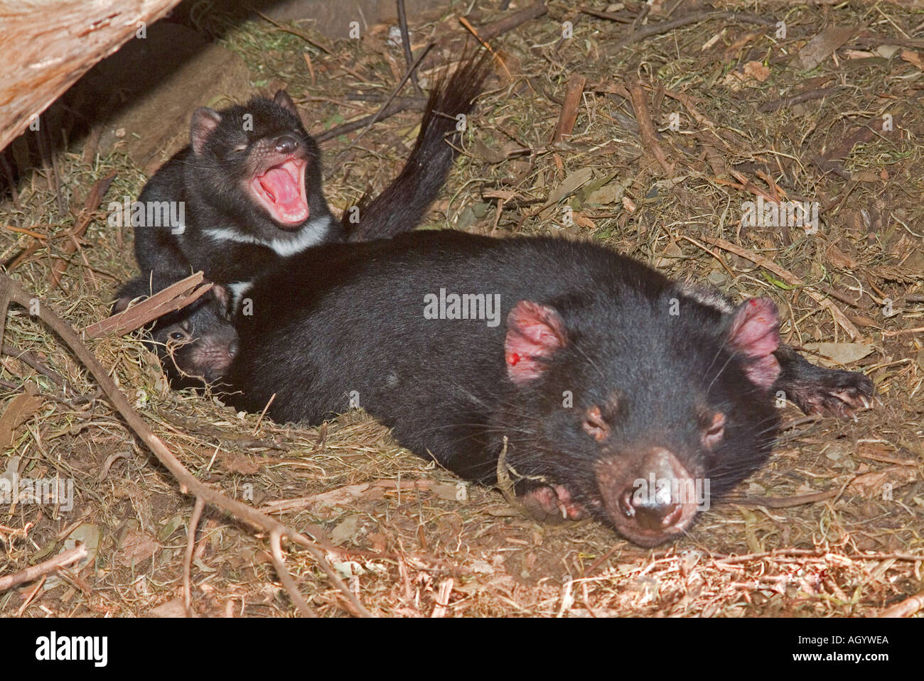 Sarcophilus Harrisii, femelle de Tasmanie en bonne santé, dans un nid avec deux jeunes chiots. Banque D'Images