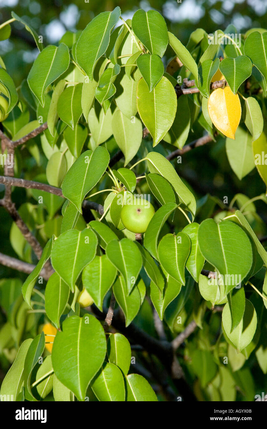 Apple Hippomane mancinella Poison Galapagos Manchineel Banque D'Images