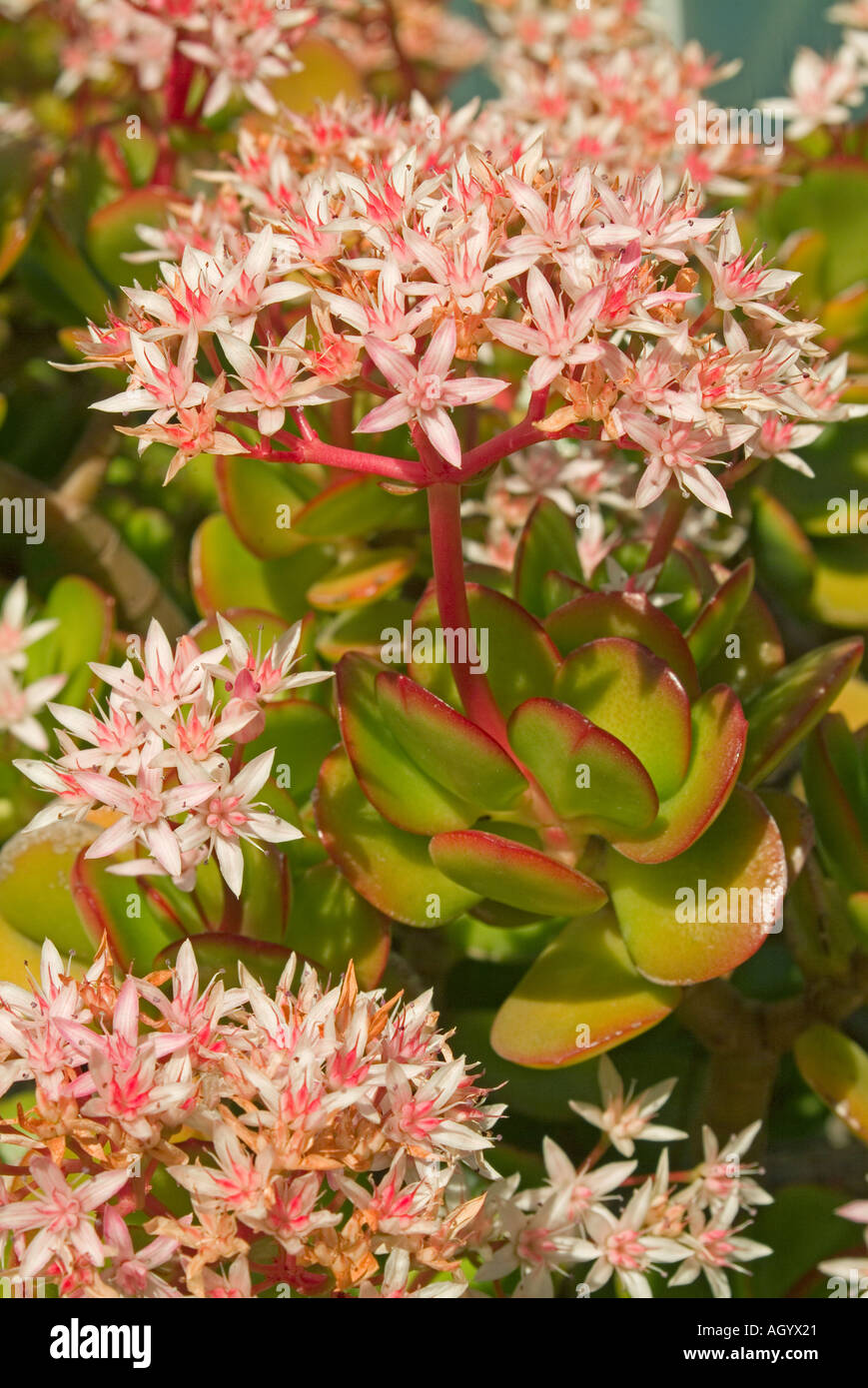 Crassula lycopodioides succulentes d'Afrique du Sud Banque D'Images