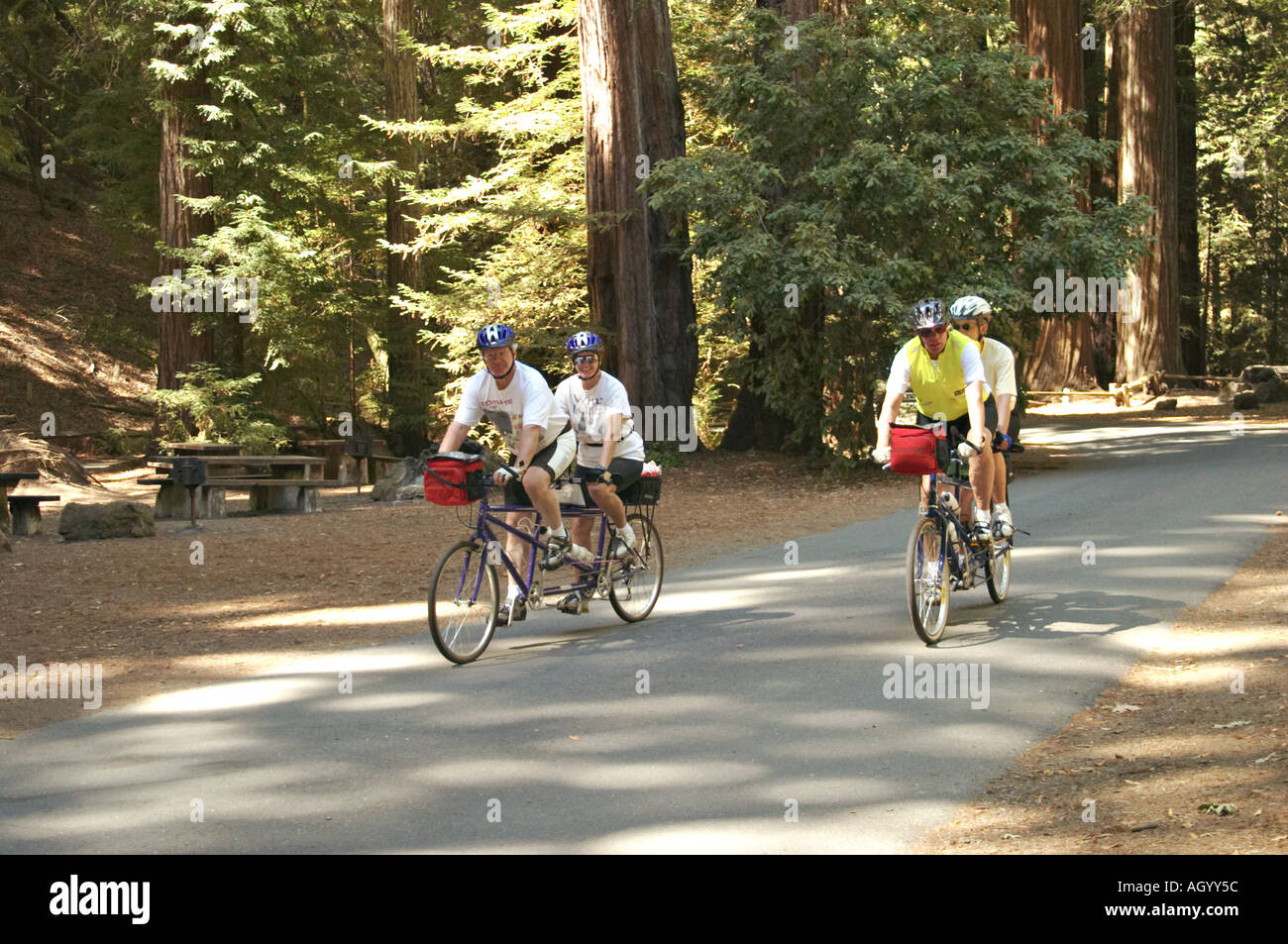 Californie Armstrong RedWoods Tandem Réserve cyclistes sur route à travers de grands arbres Banque D'Images
