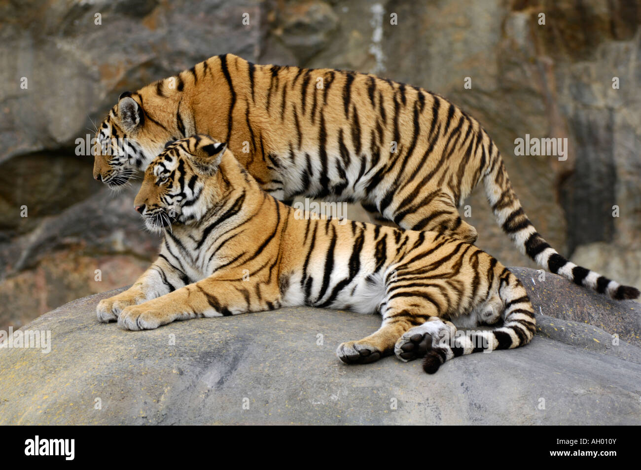 Deux tigres, l'un debout à un mensonge (Panthera tigris, Game Reserve) Banque D'Images