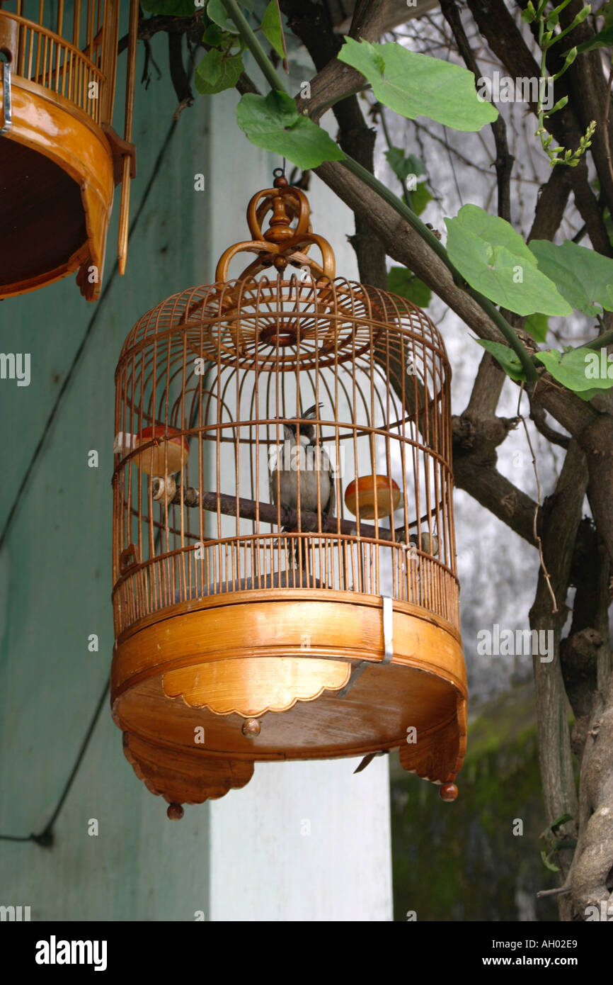Cage bird oriental Banque de photographies et d'images à haute résolution -  Alamy