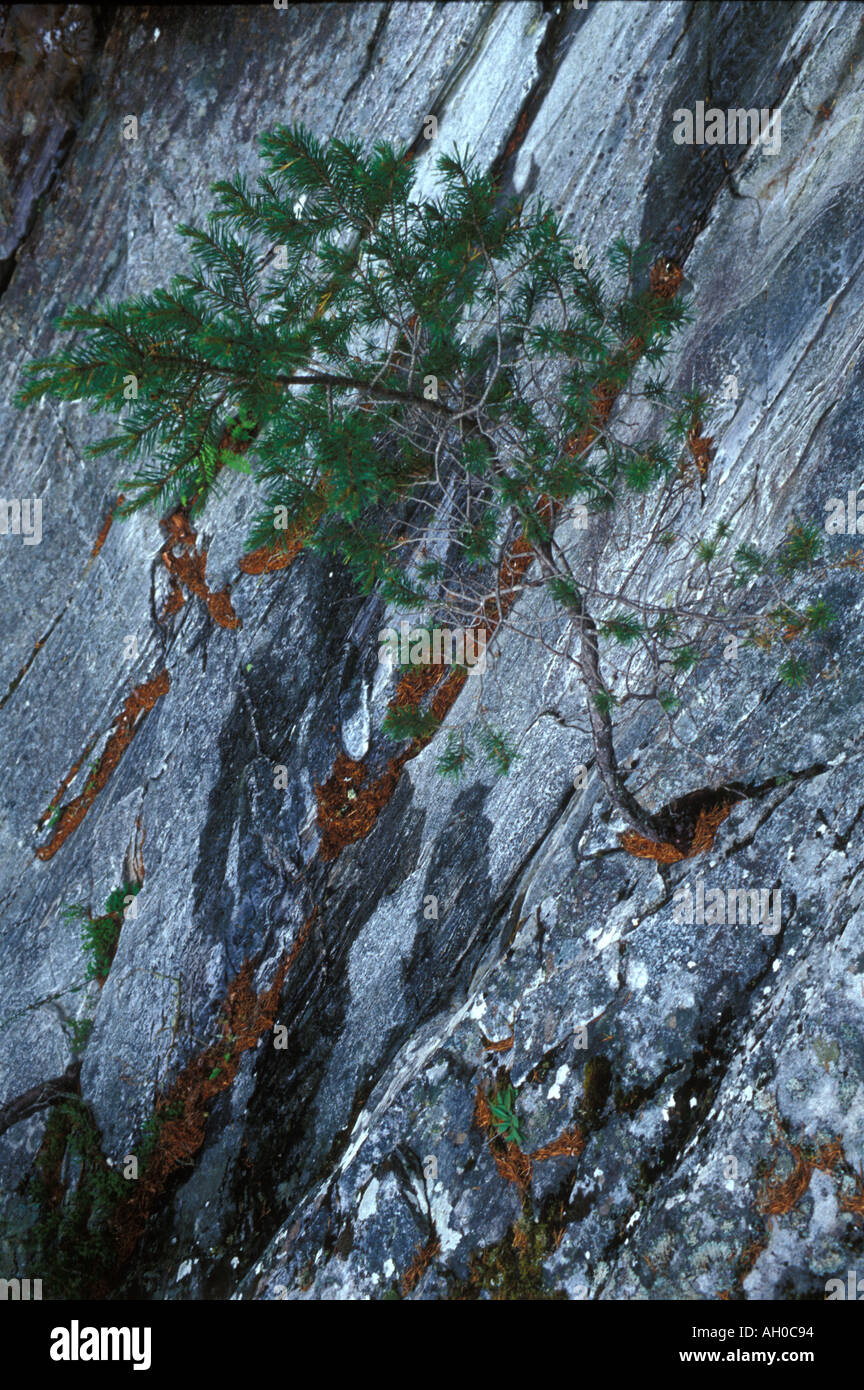 Ecosse Highlands tree s'accroche sur la vie sur près de rocher vertical Banque D'Images