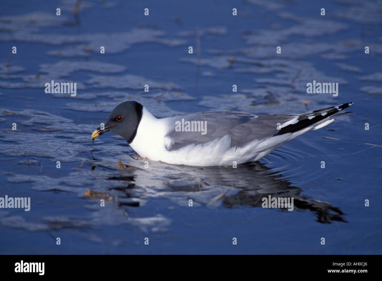 S sabine Xema sabini mouette à la recherche de nourriture le long de la côte arctique central Versant Nord de la chaîne de Brooks en Alaska Banque D'Images