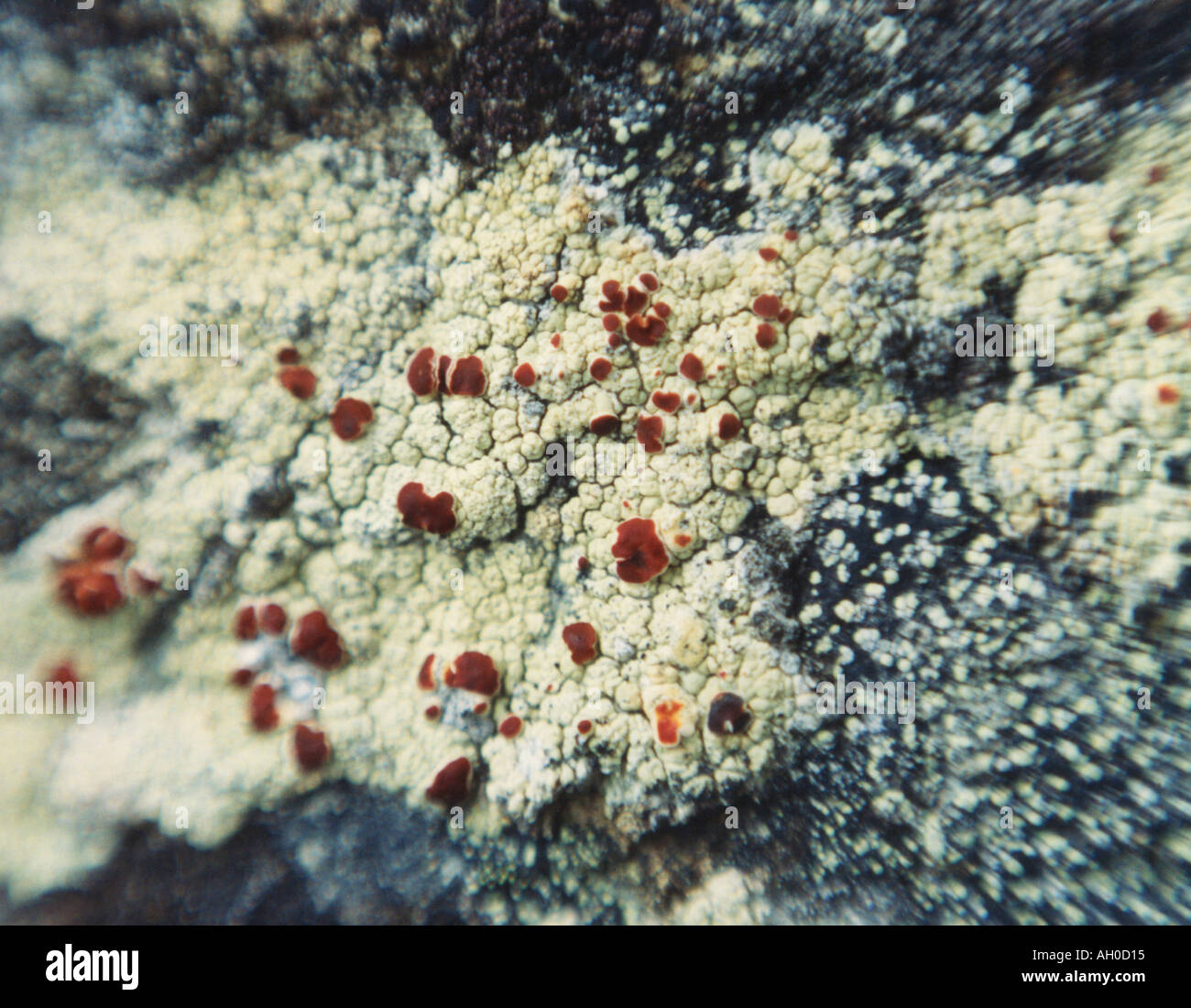 Couvrant des lichens poussant sur un bloc de granite dans le Nord de la chaîne des Cascades de la région du Nord-Ouest du Pacifique, dans l'État de Washington. Banque D'Images