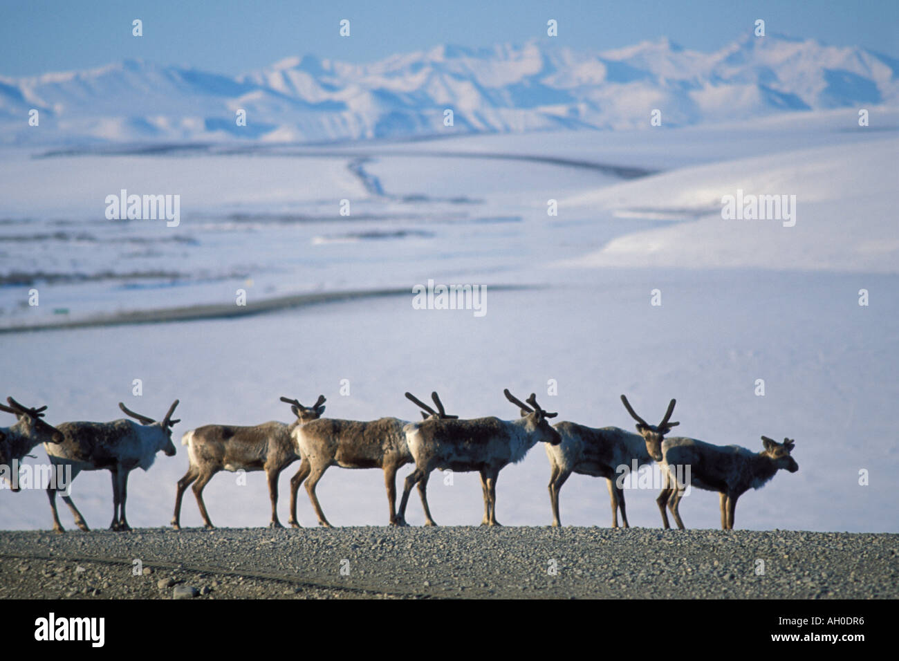 Le caribou de la toundra Rangifer tarandus troupeau le long de la route dans l'Arctique de l'Alaska North Slope Banque D'Images