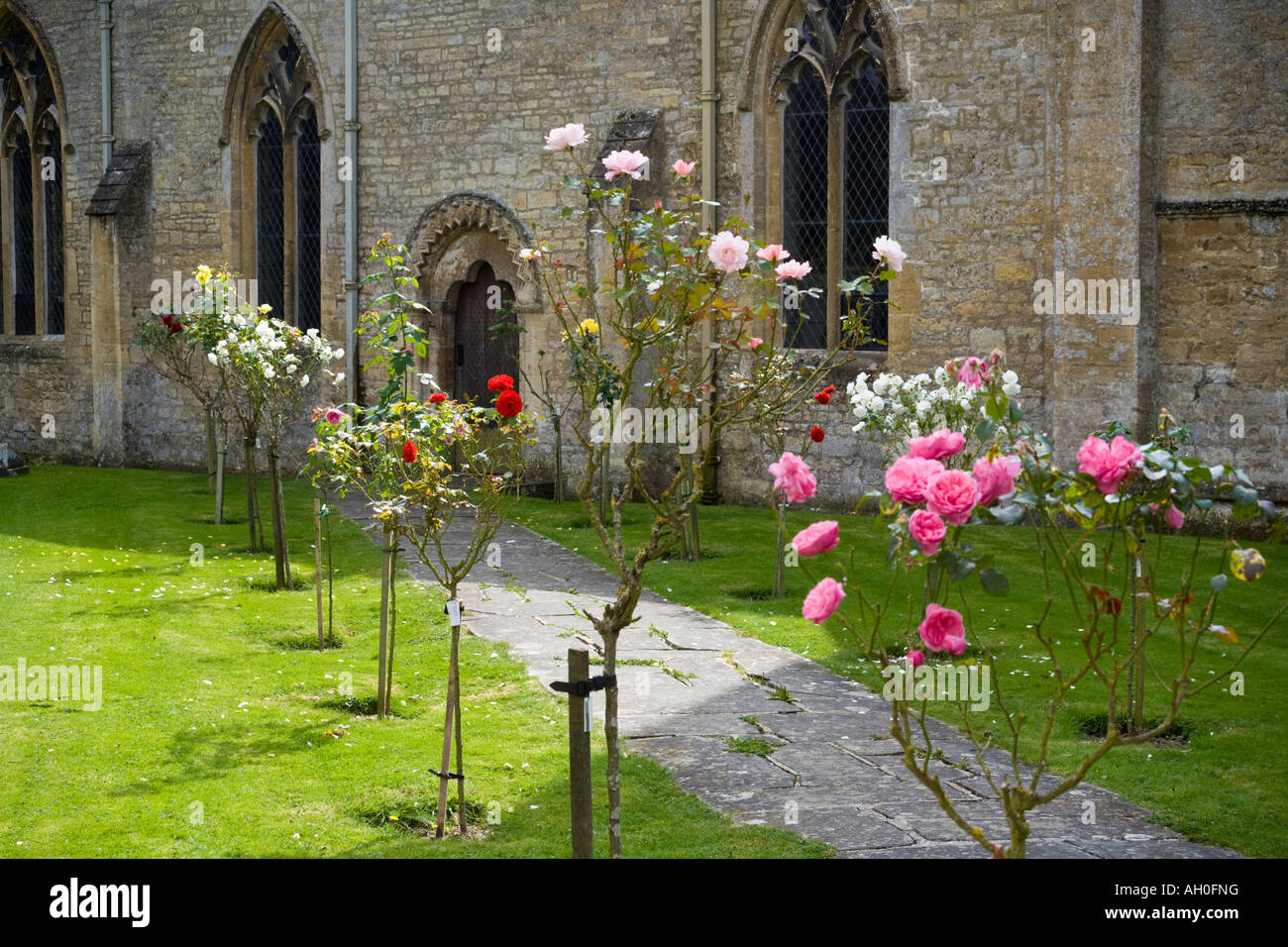Roses à côté du chemin menant à St Marys église dans le village de Cotswold, Gloucestershire Bibury Banque D'Images