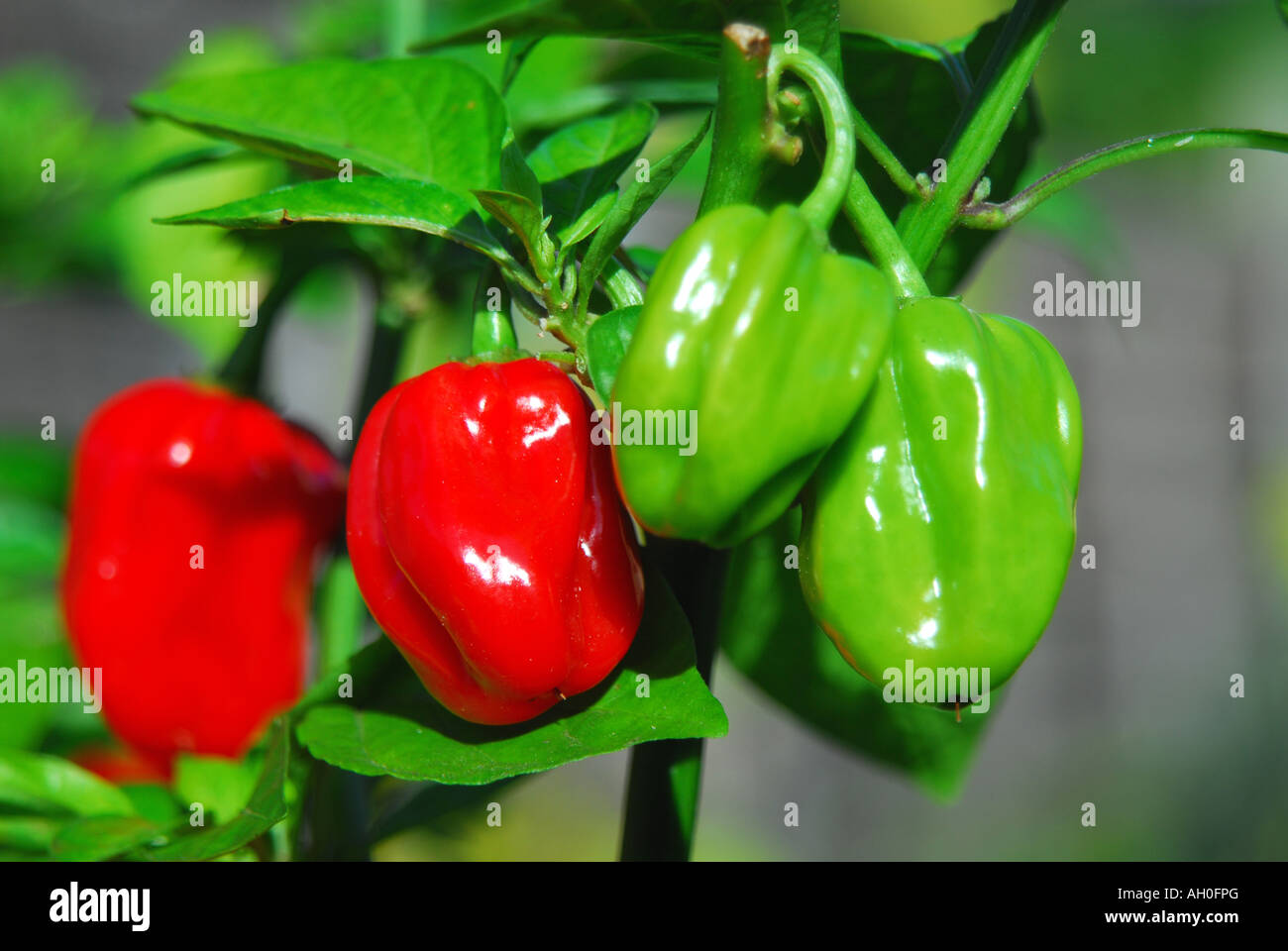 Piment Habanero (Capsicum chinense) croissant sur plante en UK Banque D'Images