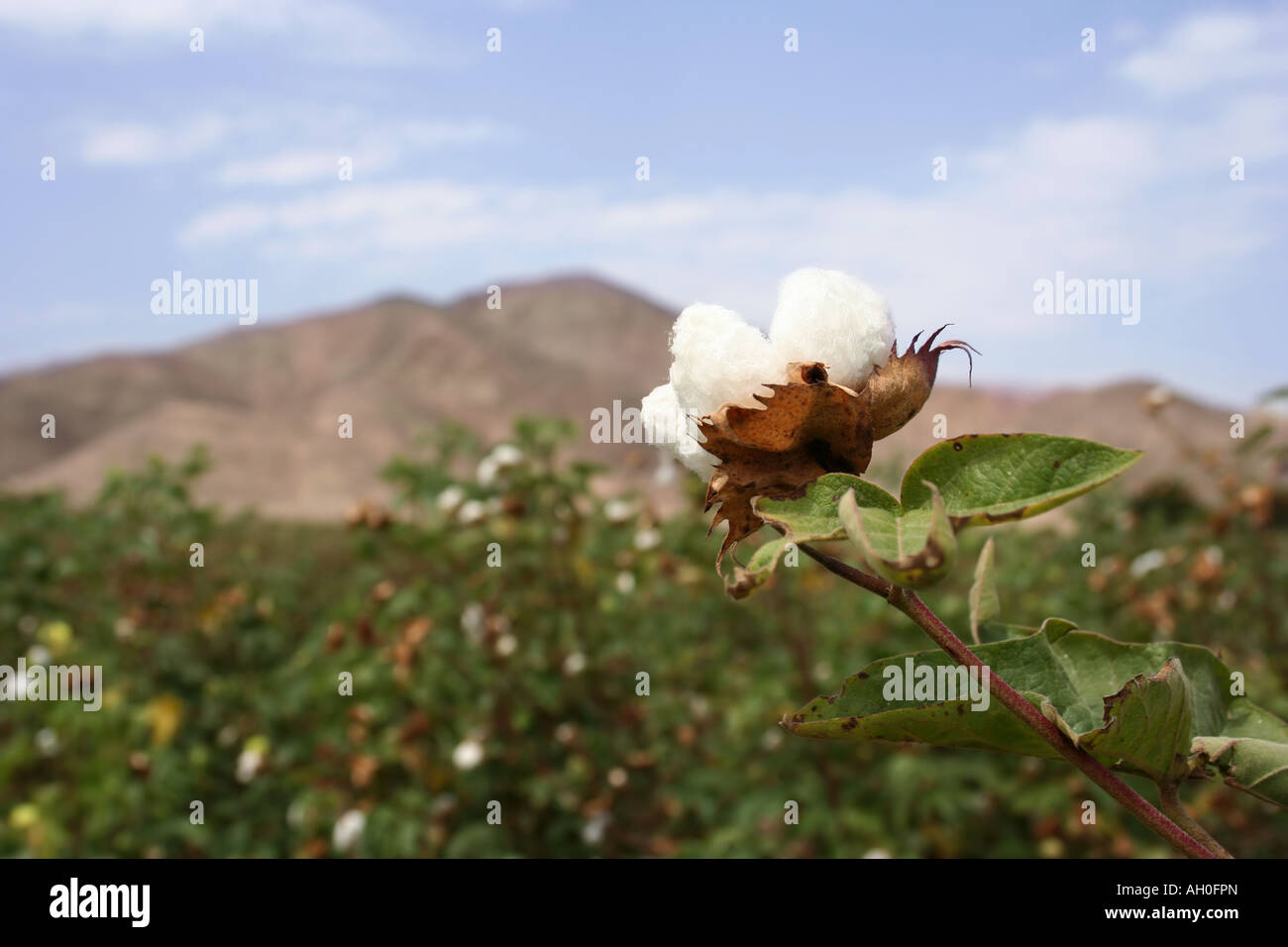 Paysage d'un champ de coton dans un champ dans l'accent sur l'avant southamerica bloom Banque D'Images