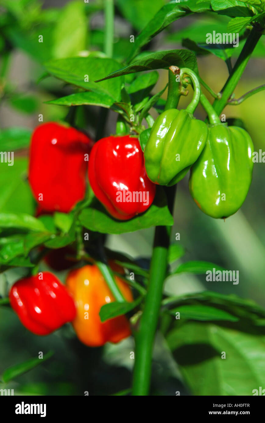Piment Habanero (Capsicum chinense) croissant sur Bush Banque D'Images