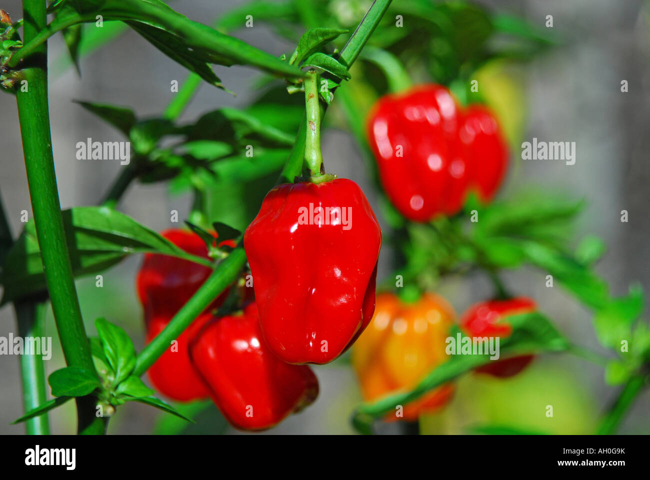 Piment Habanero (Capsicum chinense) croissant sur Bush Banque D'Images