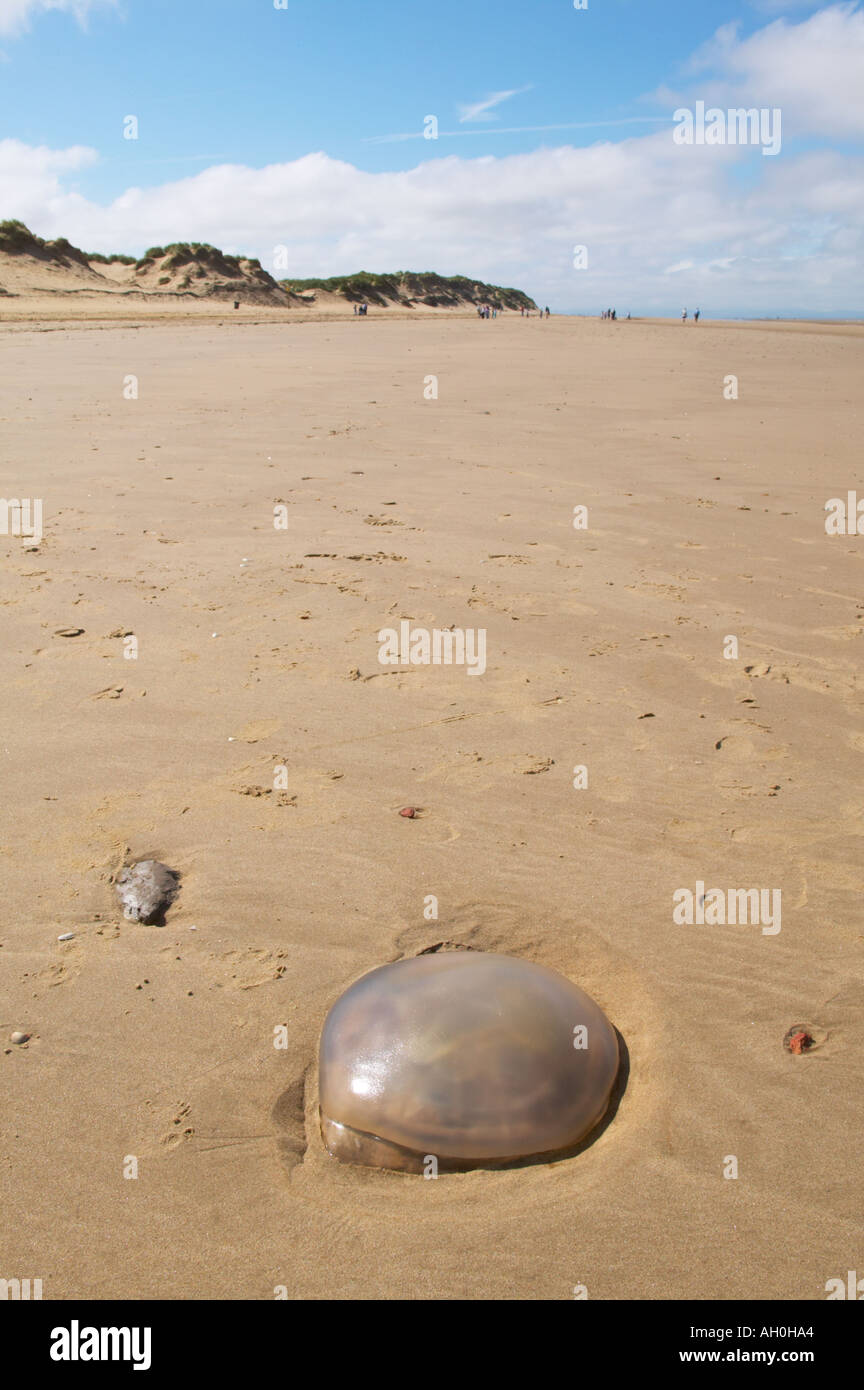 Méduse de lune échoué sur une plage de sable fin Merseyside UK Banque D'Images