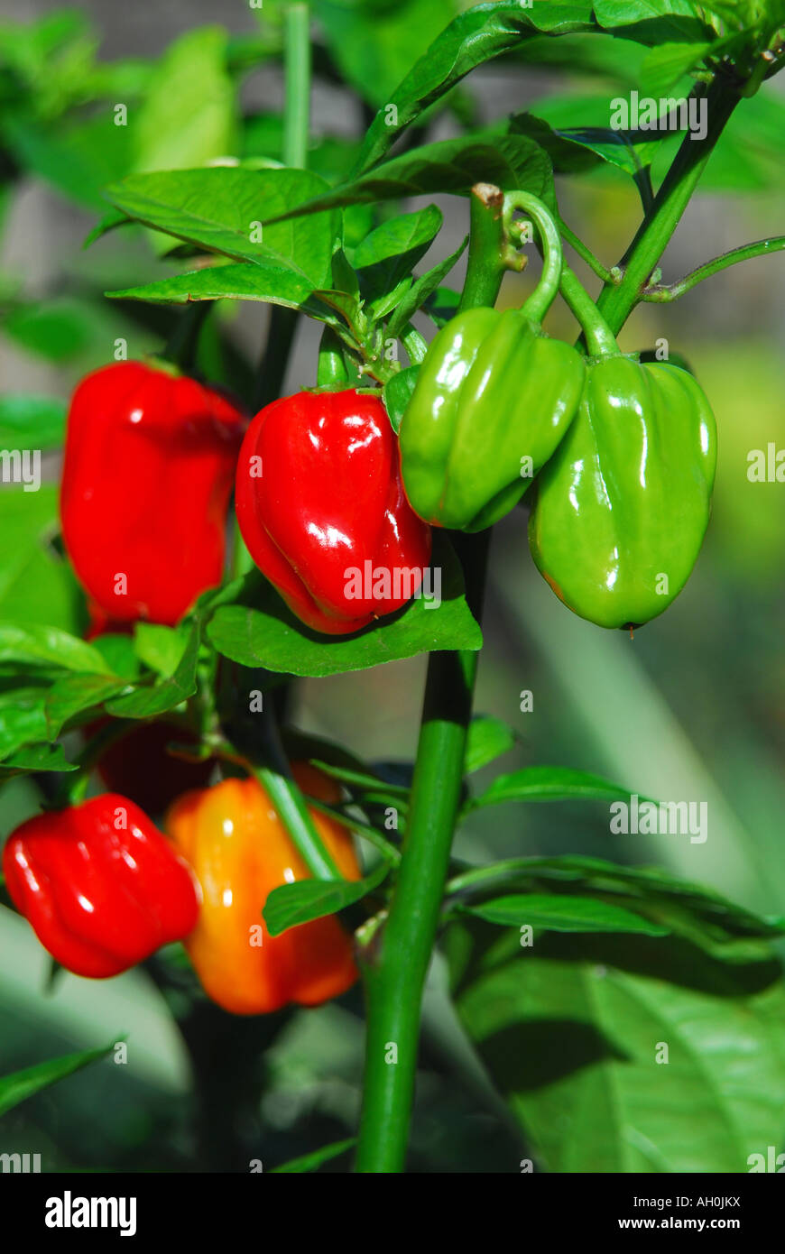 Piment Habanero (Capsicum chinense) poussant sur une plante au Royaume-Uni. Banque D'Images