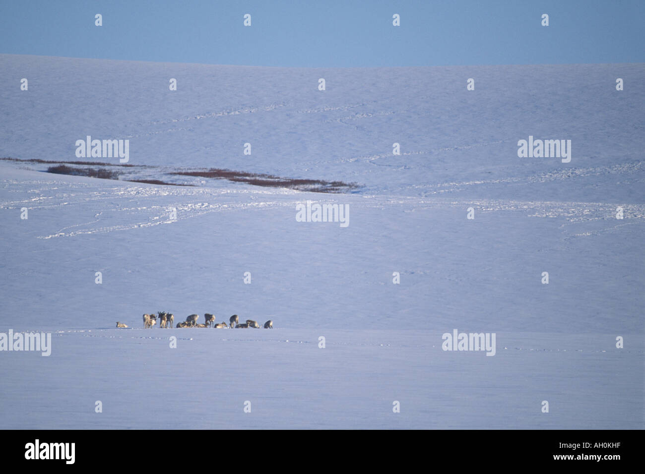 Le caribou de la toundra Rangifer tarandus troupeau au large de la route dans l'Arctique de l'Alaska North Slope Banque D'Images