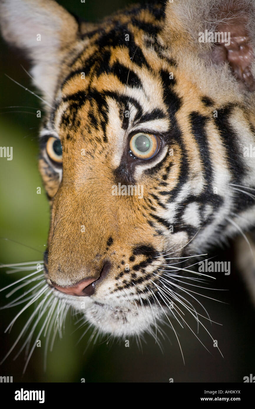 Animaux Thaï - le visage et la tête de tigre d'Asie en captivité, en Thaïlande, en Asie. Banque D'Images