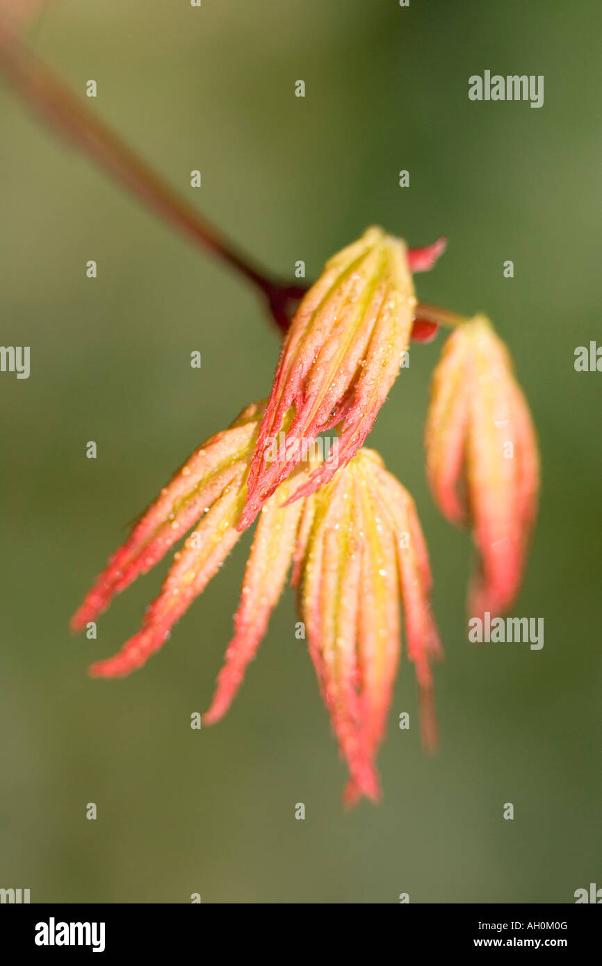 Groupe de nouveaux jeunes feuilles d'érable japonais Acer palmatum Banque D'Images