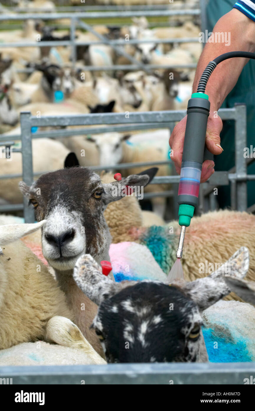 Traiter les moutons contre mouche avec verser sur le haut insecticide  cyperméthrine cis moutons salt marsh Cumbria Photo Stock - Alamy