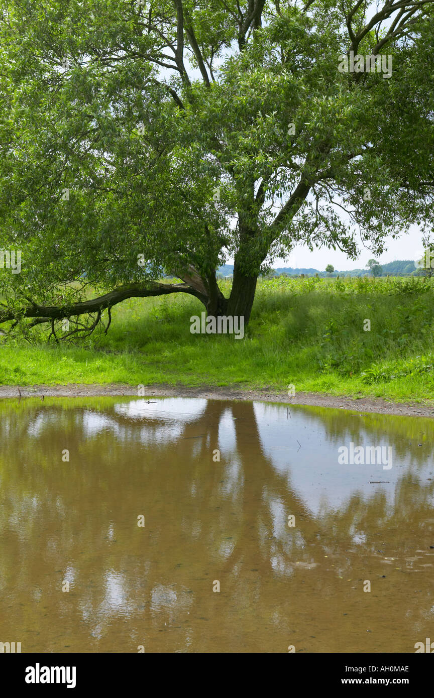 Crack willow tree reflétée dans le Lancashire extérieure Lune valley Banque D'Images