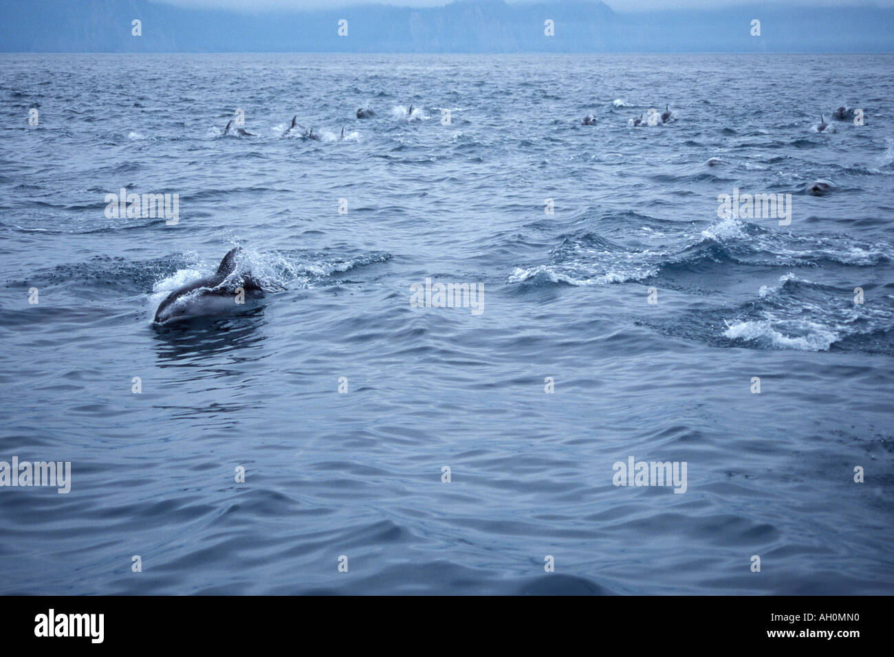 Dauphin à flancs blancs du Pacifique Lagenorhynchus obliquidens pod dans Kenai Fjords National Park Resurrection Bay en Alaska Banque D'Images