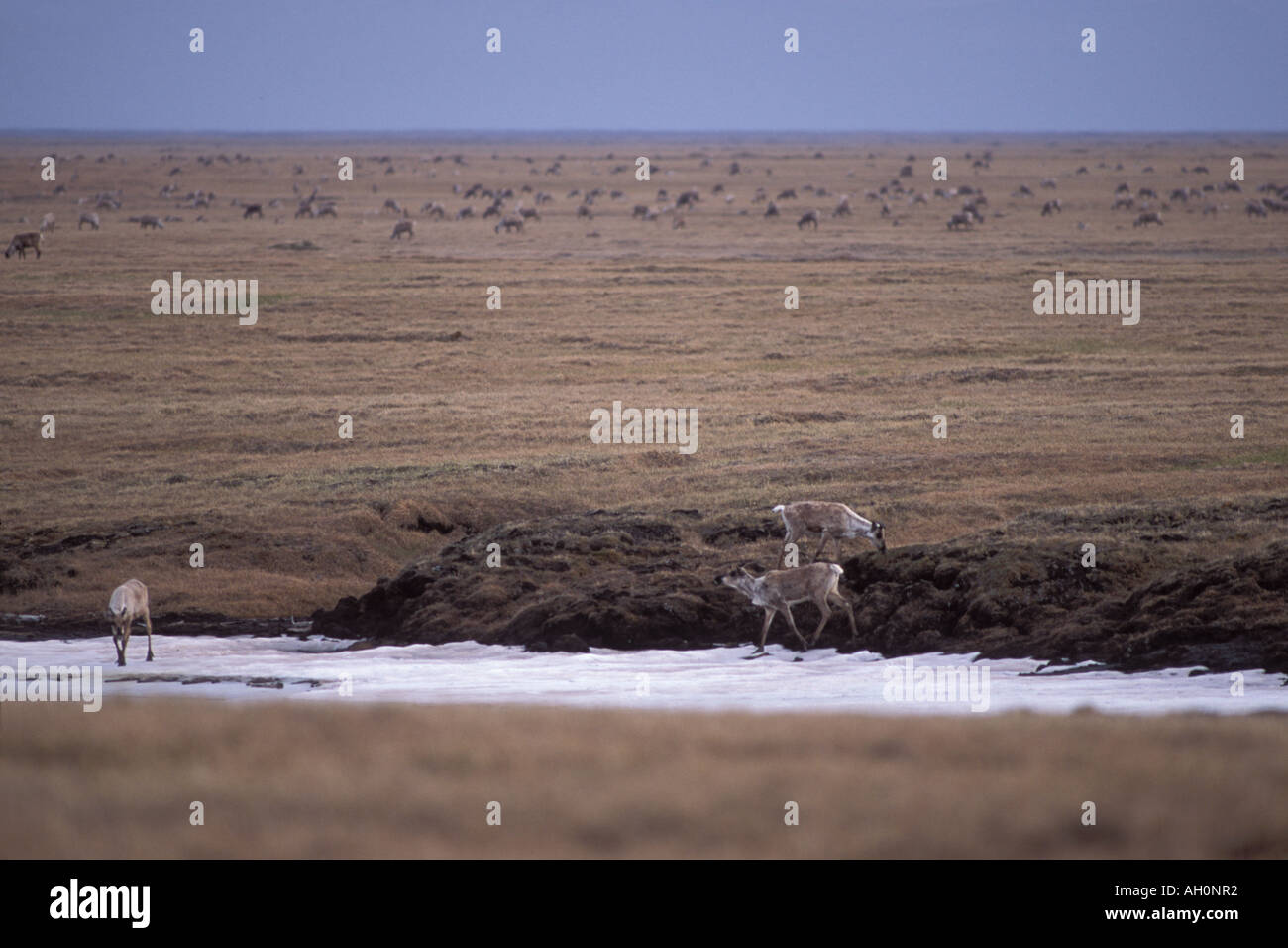 Le caribou de la toundra Rangifer tarandus Porcupine de la plaine côtière de l'alimentation 1002 Arctic National Wildlife Refuge en Alaska Banque D'Images