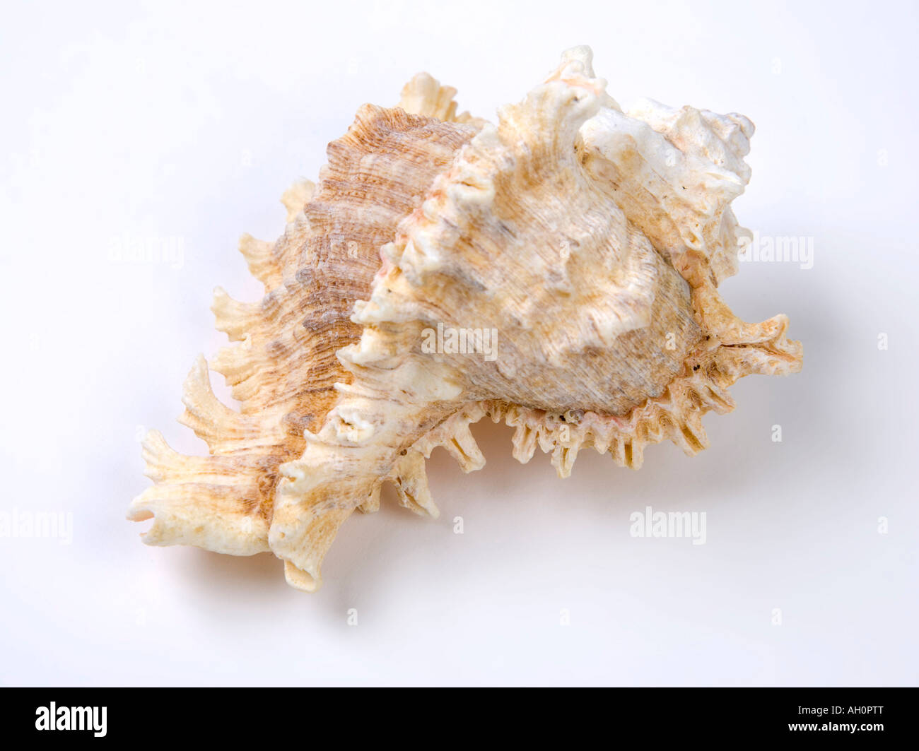 Conque rose sea shell Banque D'Images