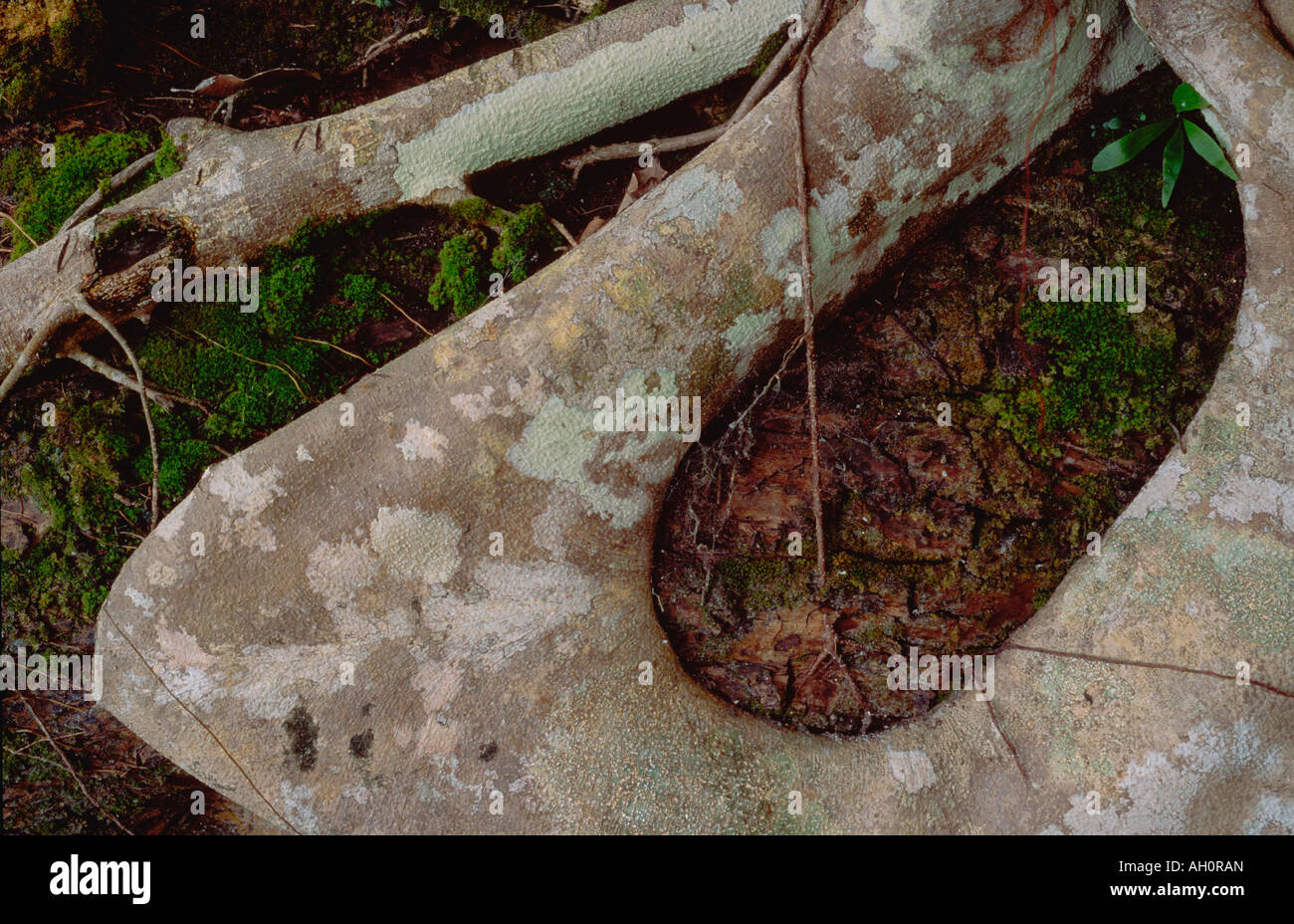 Strangling fig roots Banque de photographies et d’images à haute ...