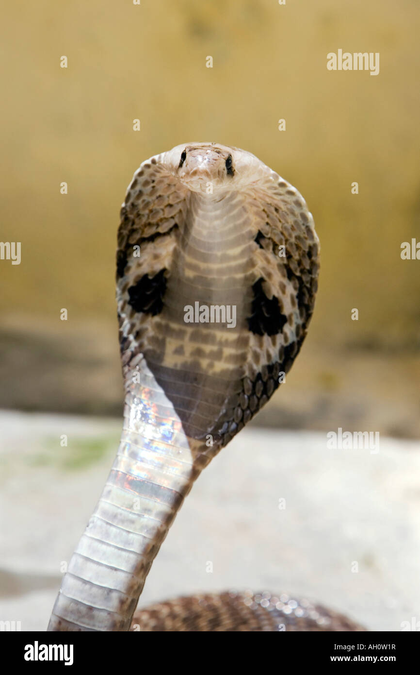 Cobra à lunettes indiennes. L'Inde Banque D'Images