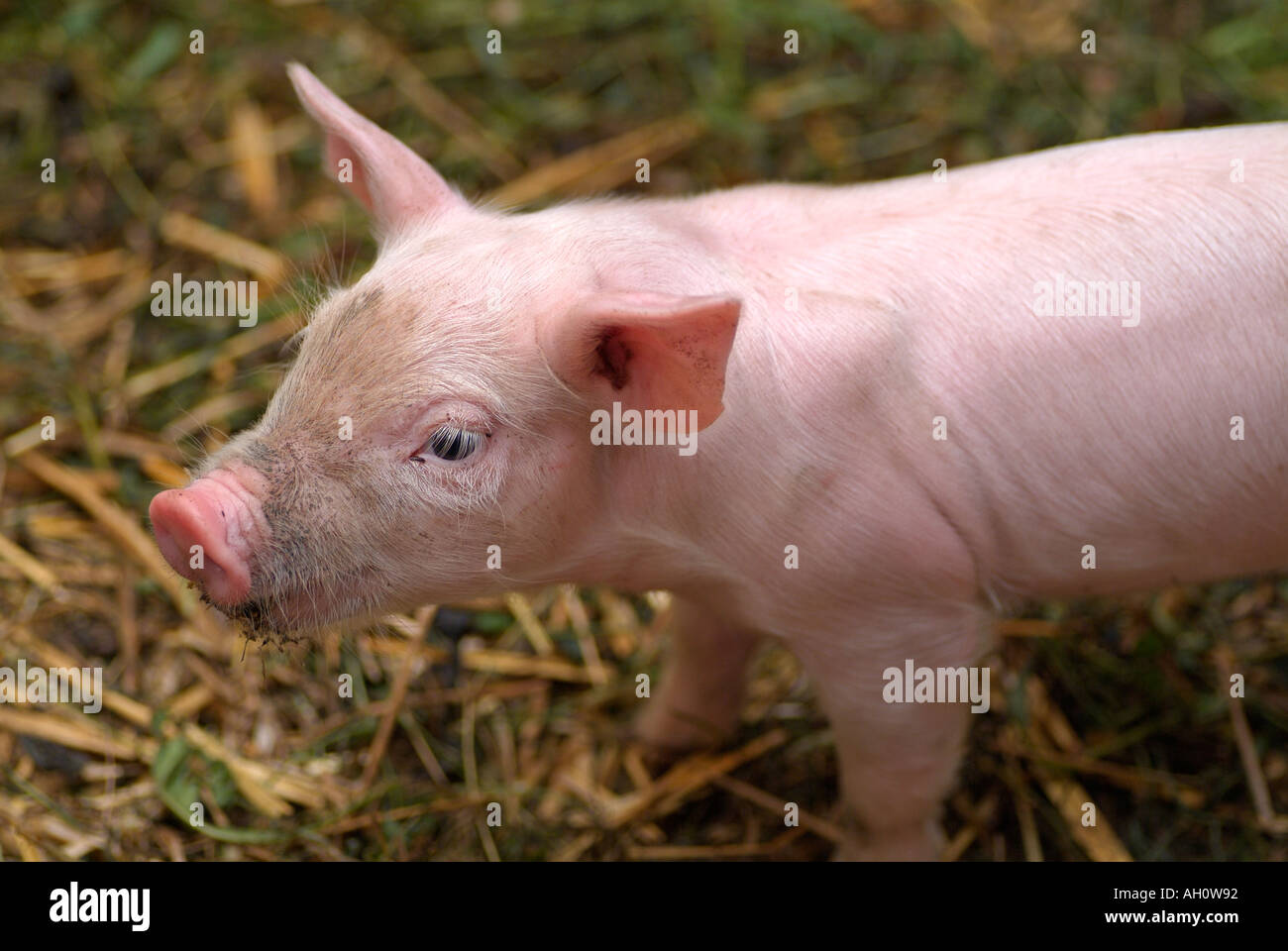 Bebe Porcinet Dans Une Porcherie Dans Une Ferme Photo Stock Alamy