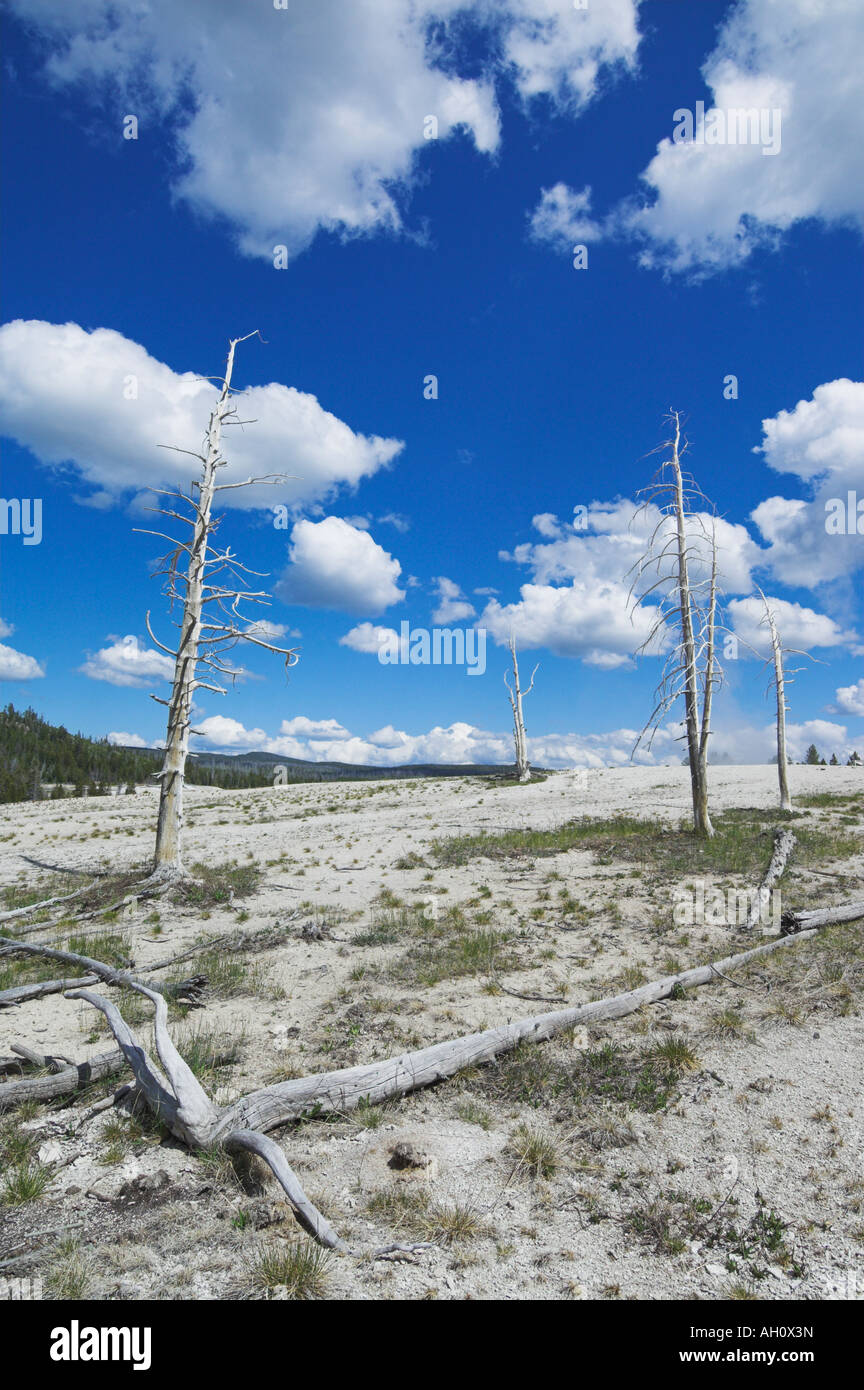 Terrasse de frittage et de troncs d'arbres morts upper geyser basin le parc national de Yellowstone au Wyoming usa États-Unis d'Amérique Banque D'Images