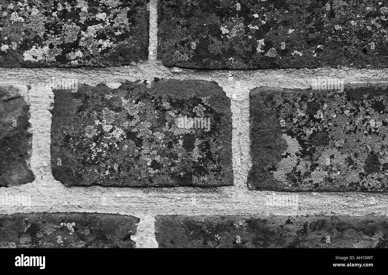 Détail de l'ancien mur de briques traditionnelles avec mousse de plus en plus les structures et mettre en évidence l'utilisation du ciment Banque D'Images