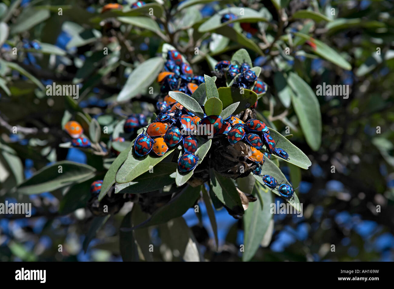 Bouclier ou Stink Bug Insectes Hémiptères Hétéroptères Banque D'Images