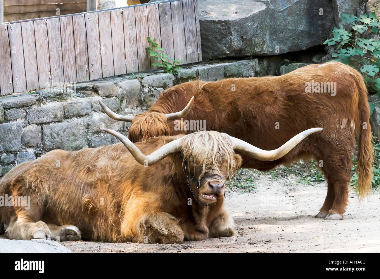 Scottish Highland cattle Bos taurus et également connu sous le nom de Longhorn ou Coo Coo Heelan velues sont une ancienne race de bovins écossais Banque D'Images