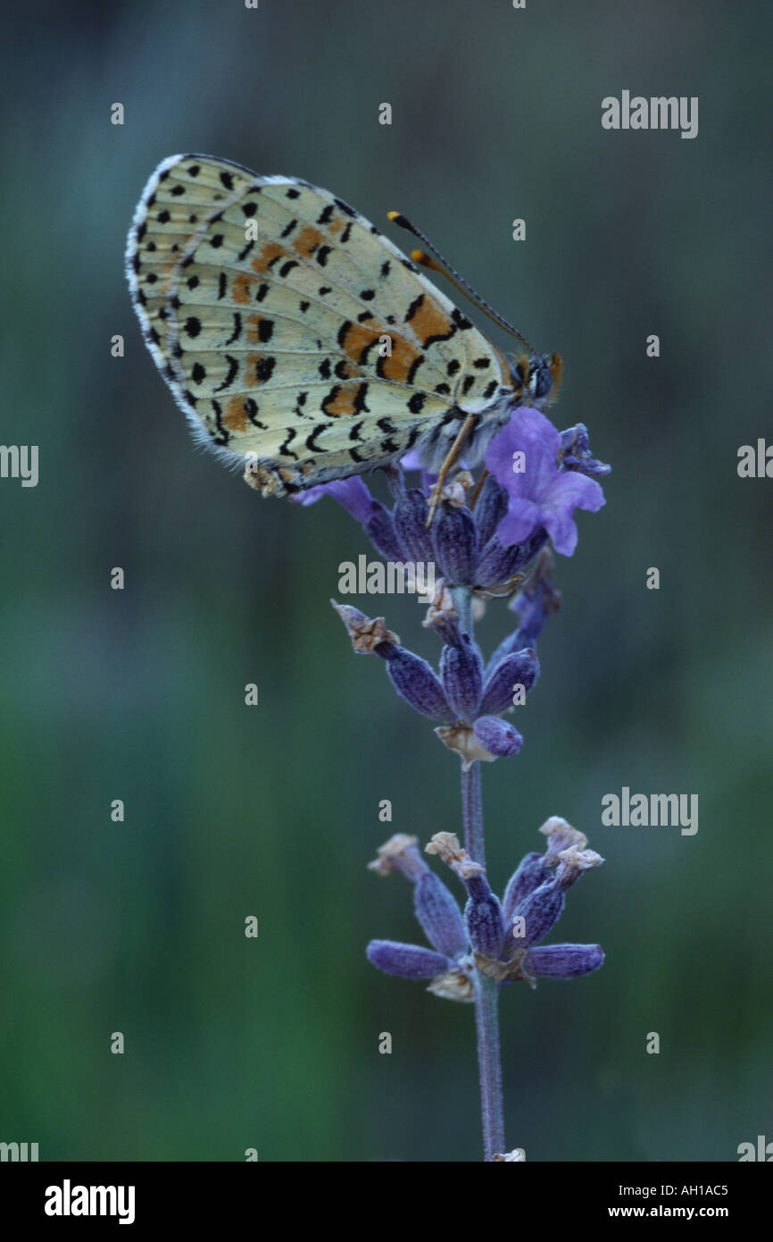 L'Fritillary butterfly melitaea trivia sur la lavande Banque D'Images