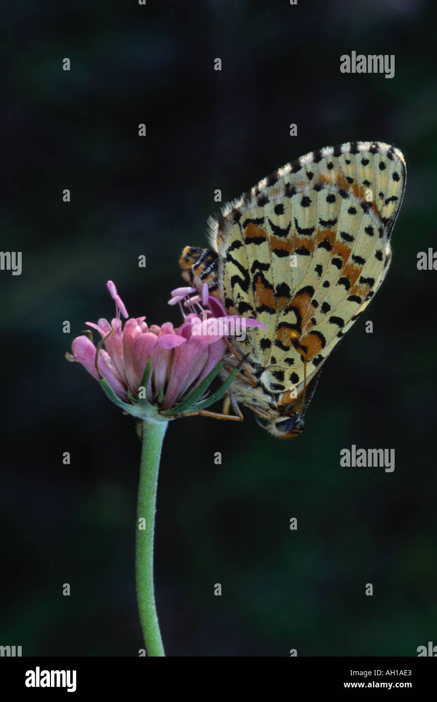 L'Fritillary butterfly melitaea trivia Banque D'Images