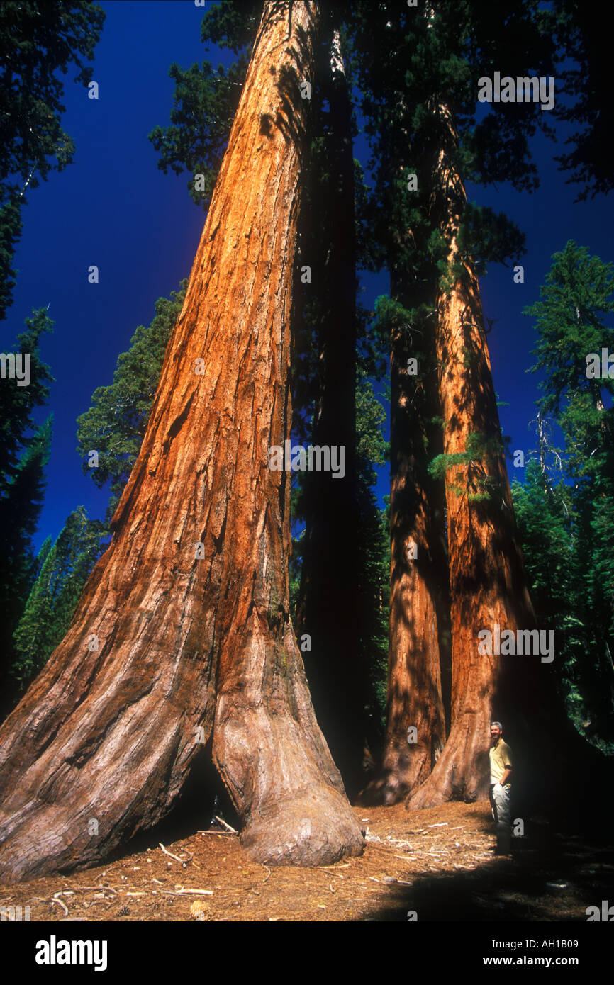 Yosemite National Park Sequoia géant Mariposa Grove Baccalauréat et Trois Grâces Yosemite California USA United States of America Banque D'Images