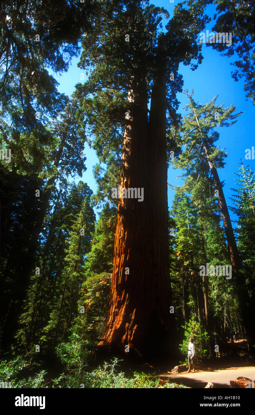 Yosemite National Park Sequoia géant Mariposa Grove Couple fidèle California USA United States of America Banque D'Images