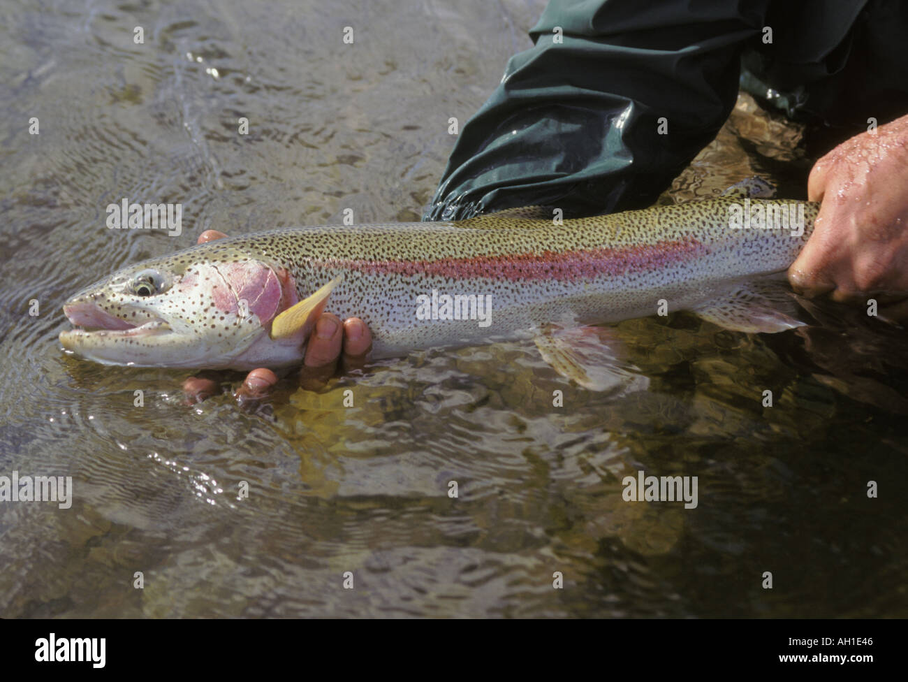 Un grand Alaska Native de la truite sur le point d'être libéré par un pêcheur de mouche sur l'Alagnak River dans la région de la baie de Bristol d'Alas Banque D'Images