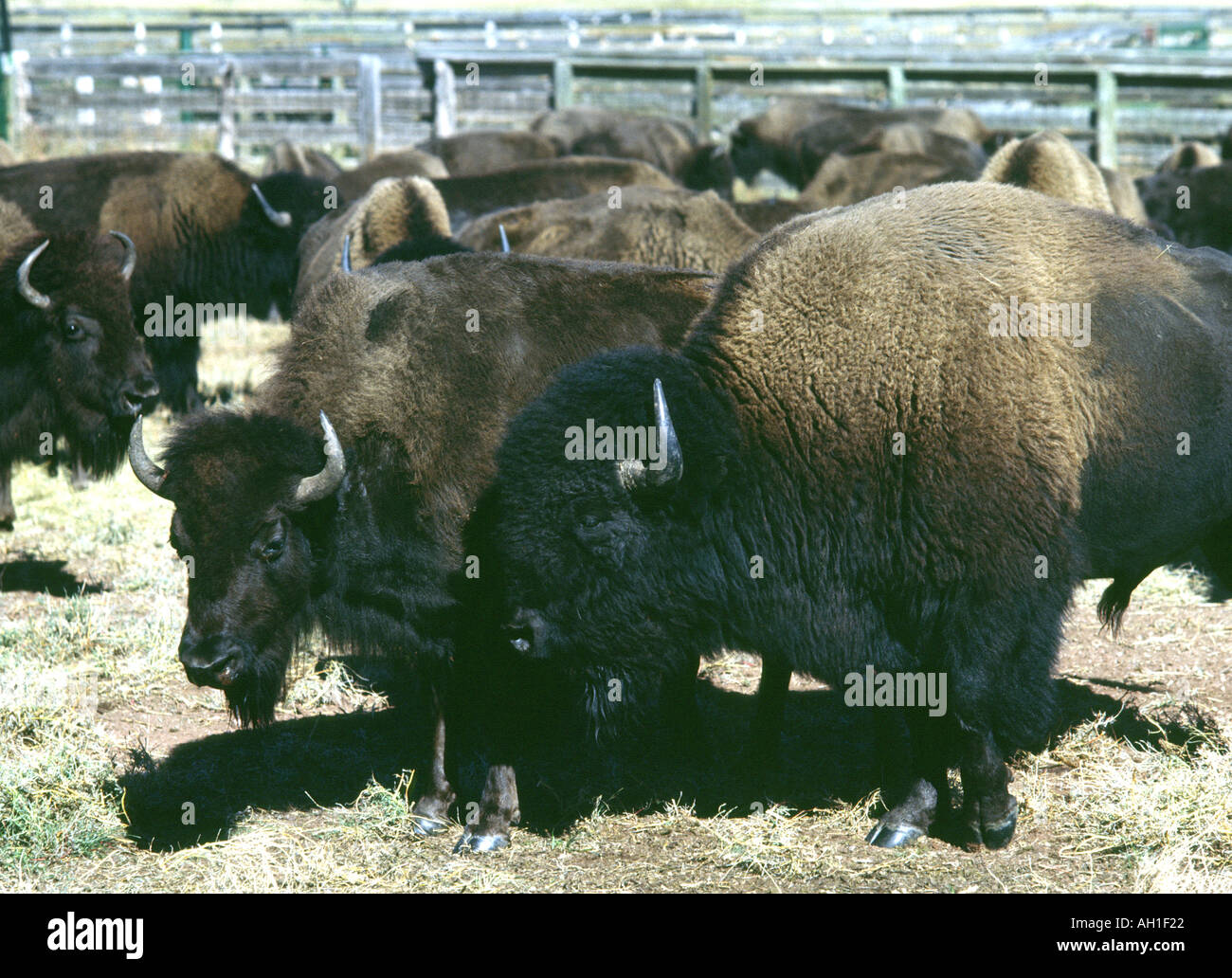 Entourés d'un bison au round up Custer State Park Banque D'Images
