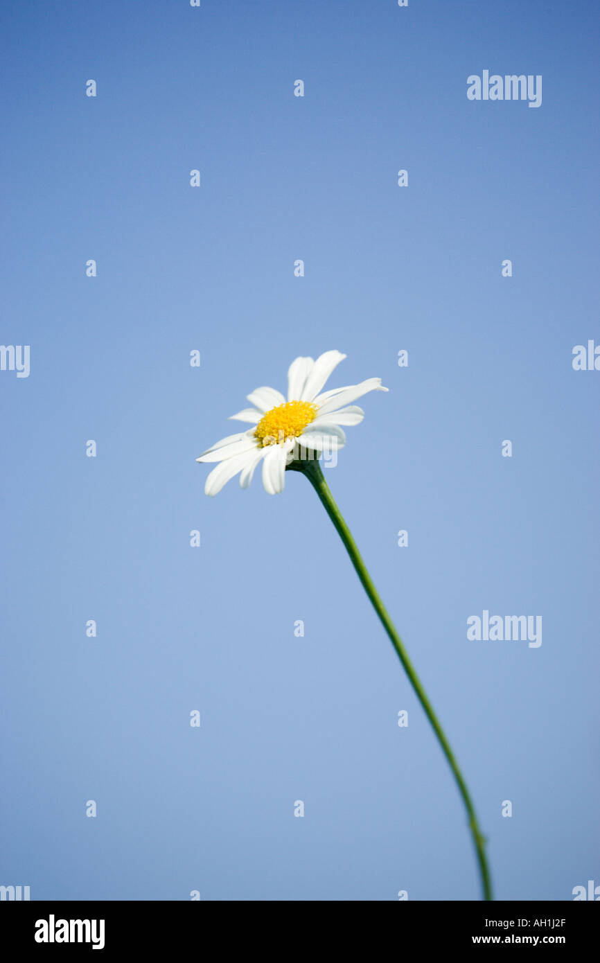 Daisy against a blue sky Banque D'Images
