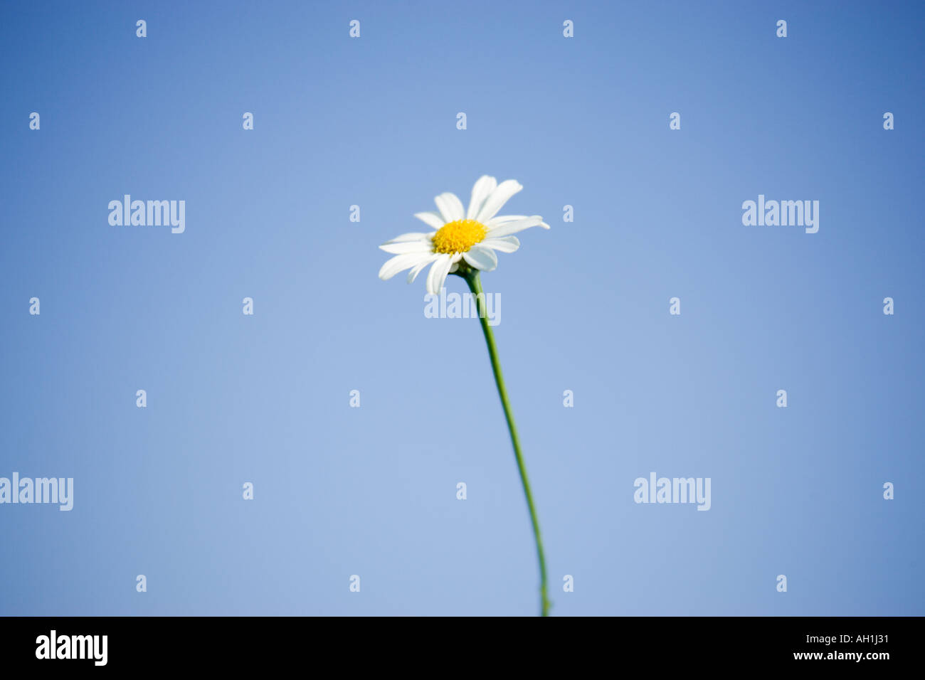 Daisy against a blue sky Banque D'Images