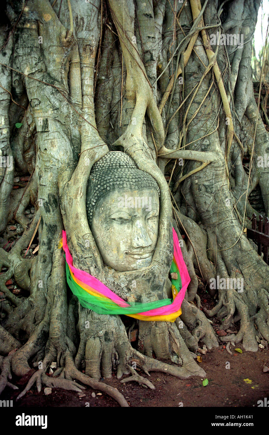 Tête de Bouddha sculptée en pierre et le visage, intégrée au figuier racines à Ayuthaya Thailande Banque D'Images