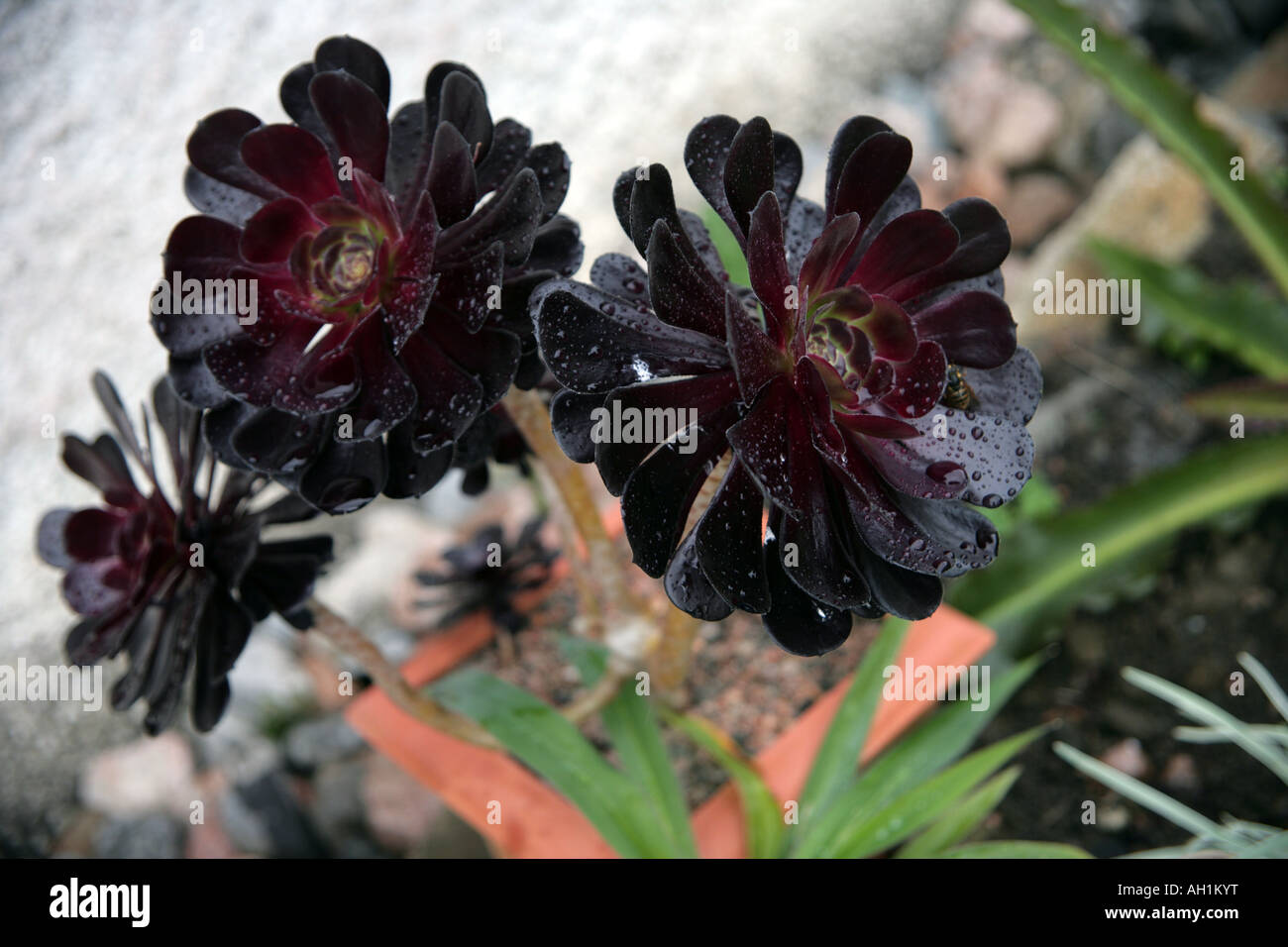 Aeonium arboreum Zwartkop succulentes dans la pluie Banque D'Images