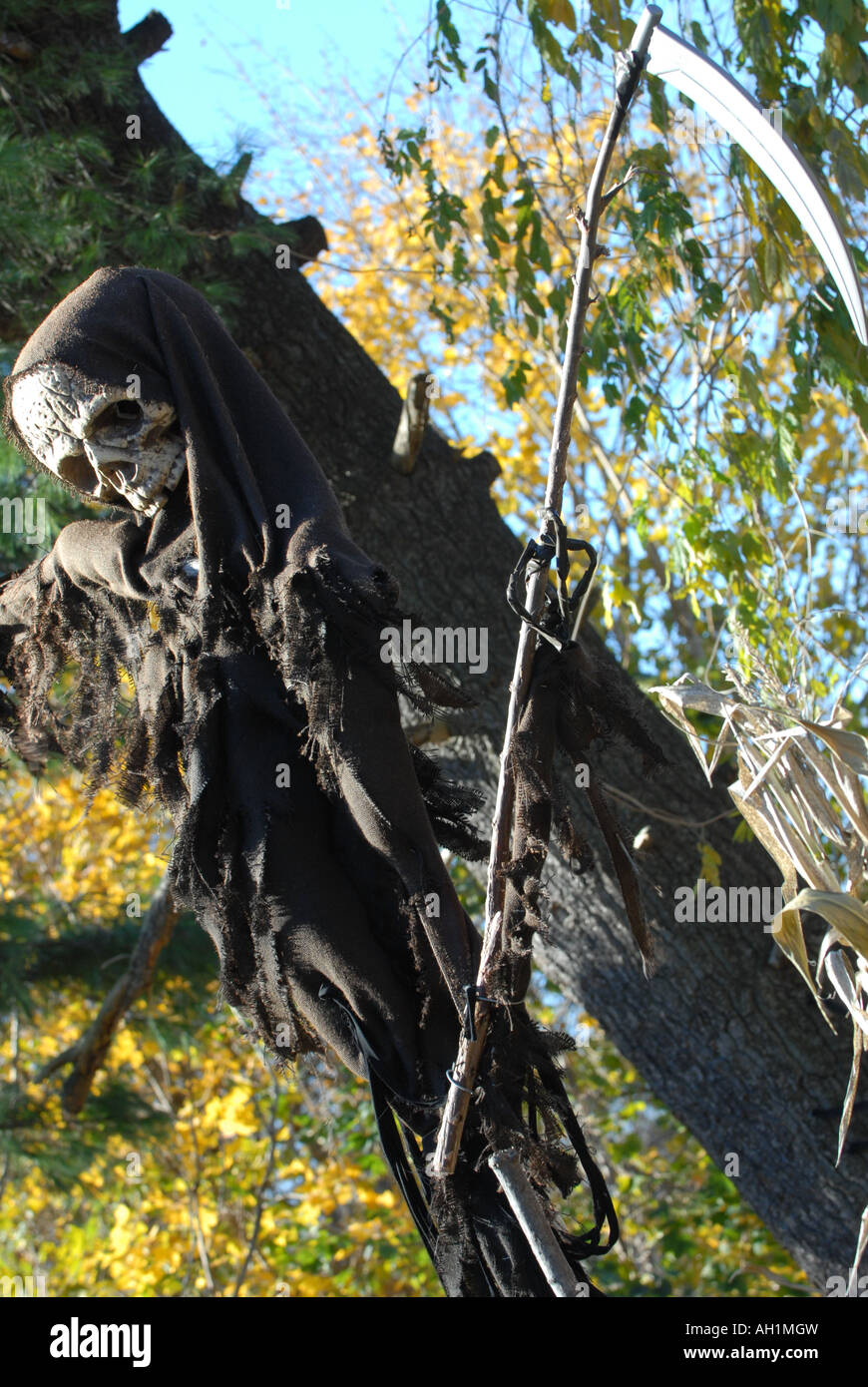 La grande faucheuse puppet accroché sur un arbre pour l'halloween Banque D'Images