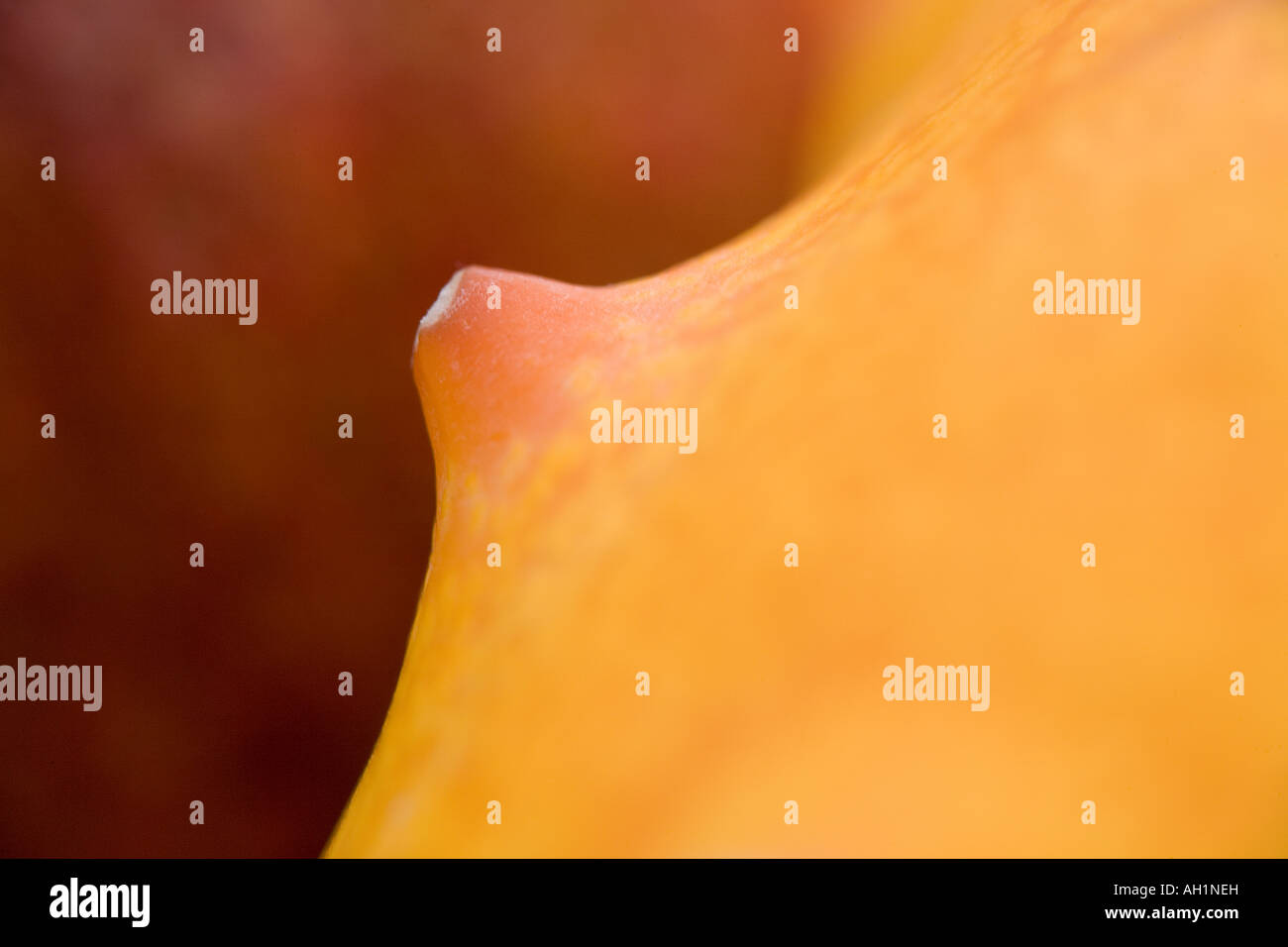 Abstrait, melon à cornes tiré sur macro extrême Banque D'Images