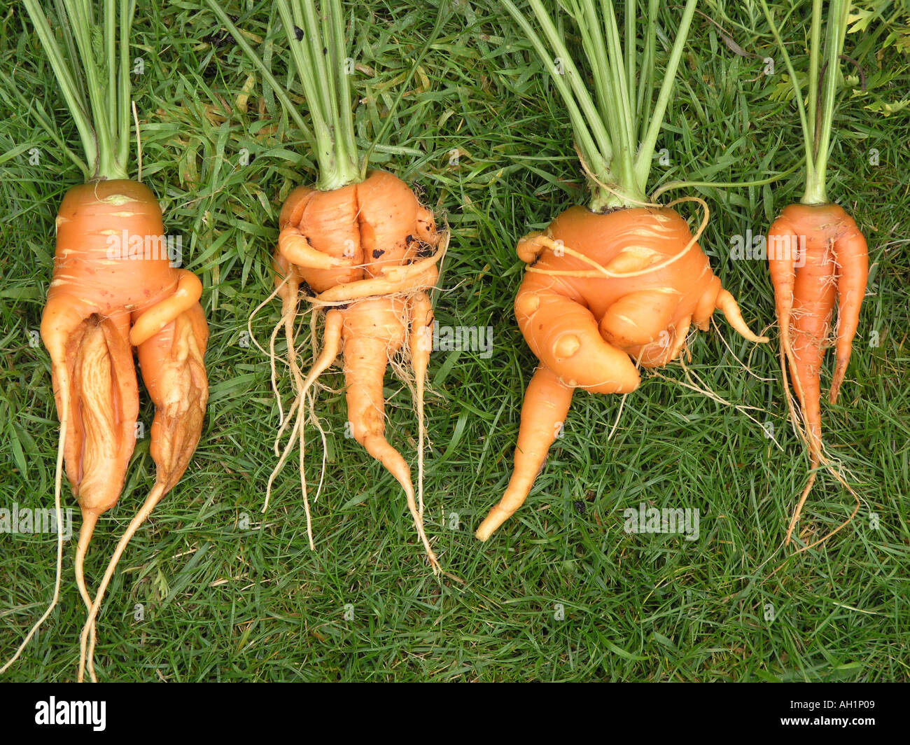 Tordu de carottes Banque D'Images
