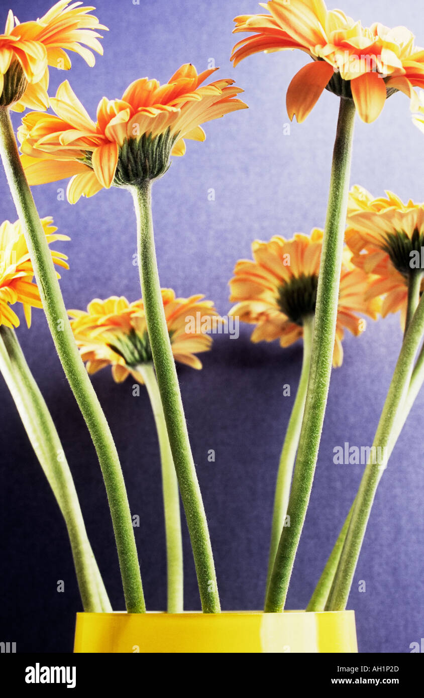 Bouquet De Gerberas Orange Jaune Fleurs Dans Un Vase Jaune
