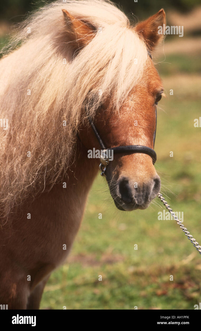 CHESTNUT COLT MINIATURE ÉLÉGANT AVEC FLAXN MANE Banque D'Images