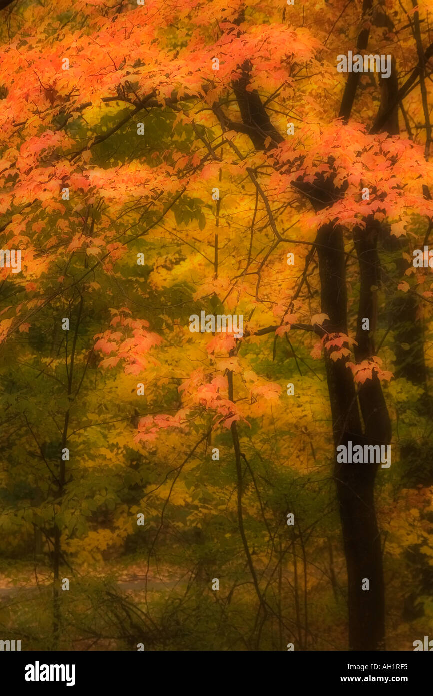 La Nouvelle Angleterre rêve orange et jaune automne feuillage Massachusetts USA Banque D'Images