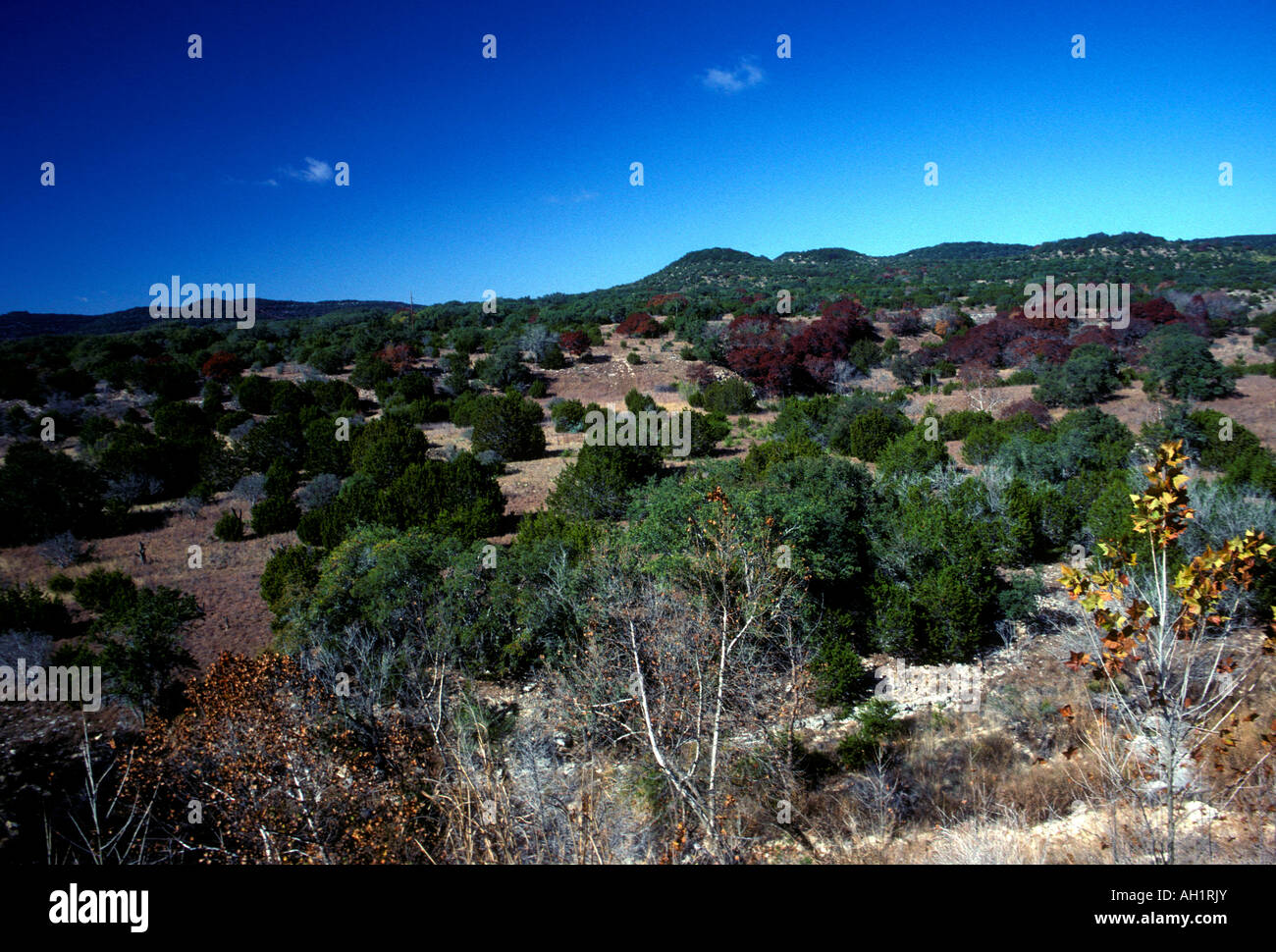 Arbustes, arbustes, broussailles, paysage, ville de Bandera, Bandera, Hill Country, Bandera Comté, Texas, United States, Amérique du Nord Banque D'Images