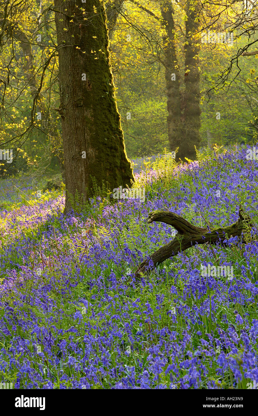 Jacinthes dans un bois Batcombe Dorset England UK NR Banque D'Images